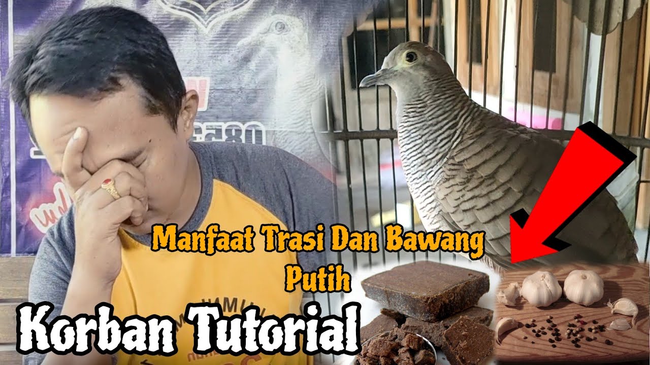 Ini Manfaat Bawang Putih, Merica Dan Terasi Untuk Perkutut Yang Sebenarnya