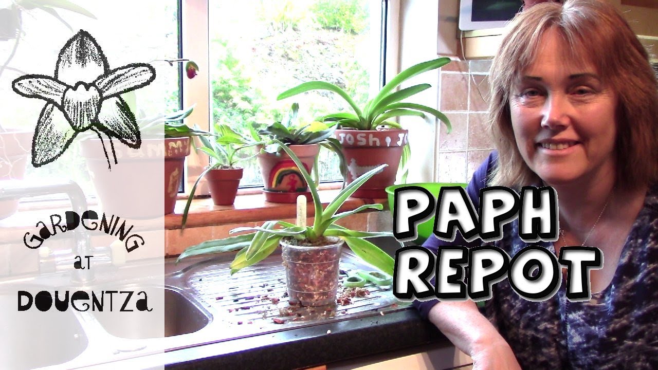 Paphiopedilum Repot (Slipper Orchid) : 5 plants, 5 different scenarios