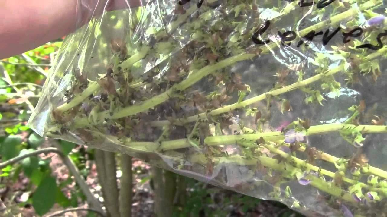 SAVING SEEDS TIPS - COLEUS SEEDS