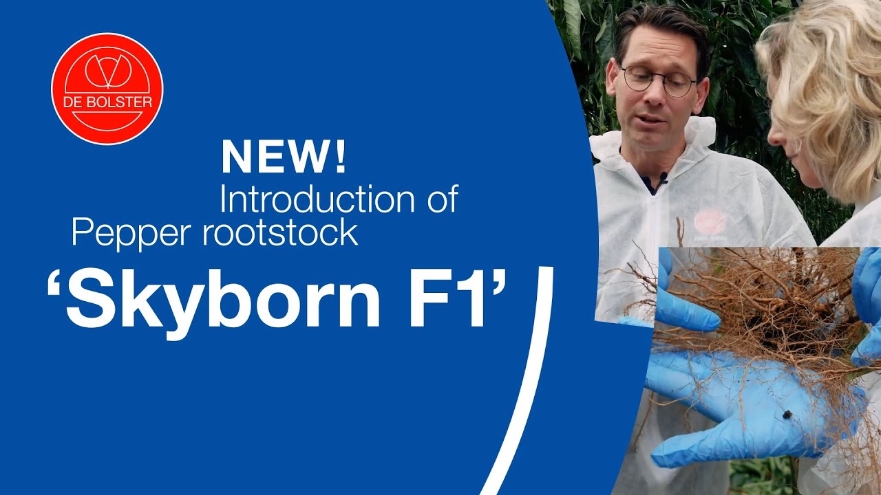 NEW: 'Skyborn F1' 🌱 Pepper Rootstock with Nematode Resistance | De Bolster Organic Seeds