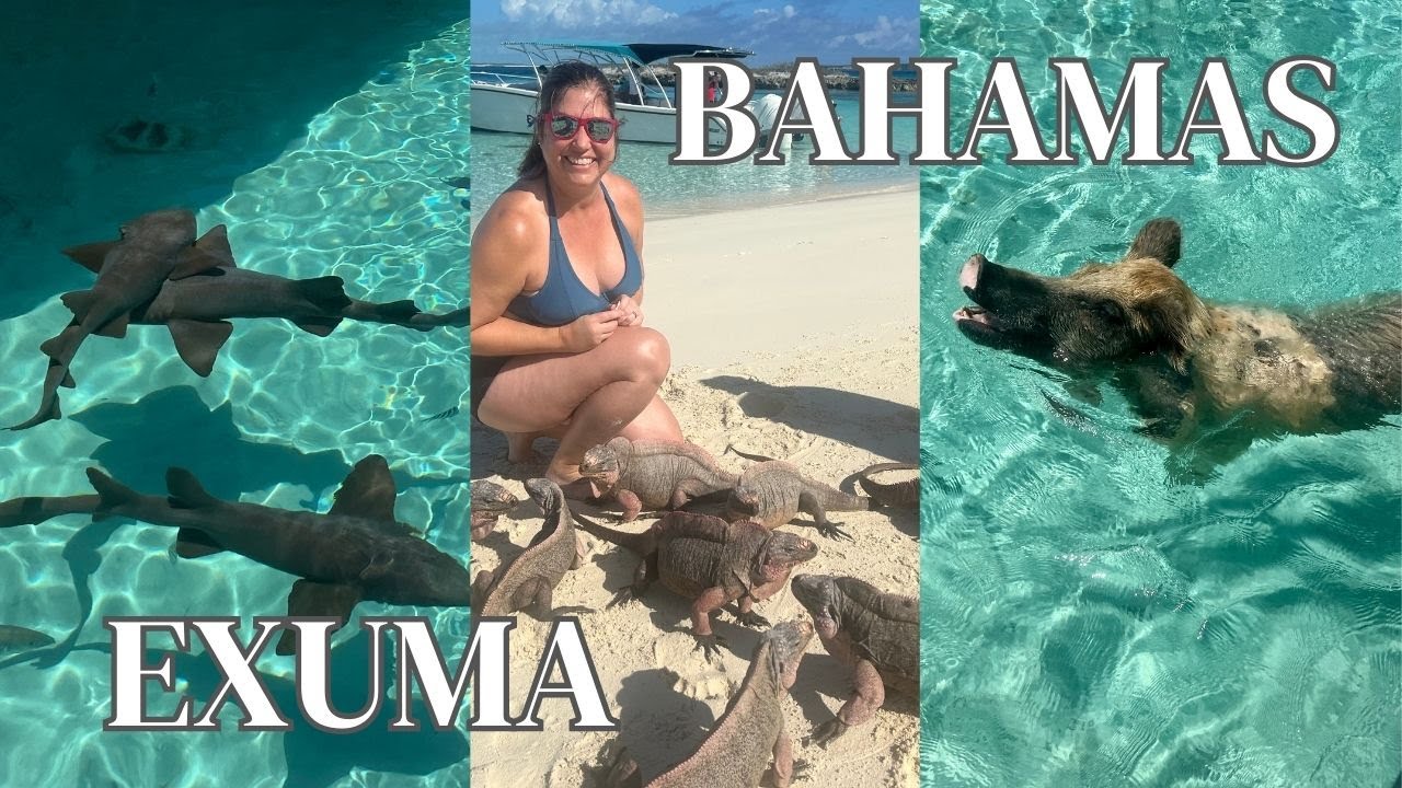 Incredible Experience Swimming With Pigs And Nurse Sharks In Bahamas