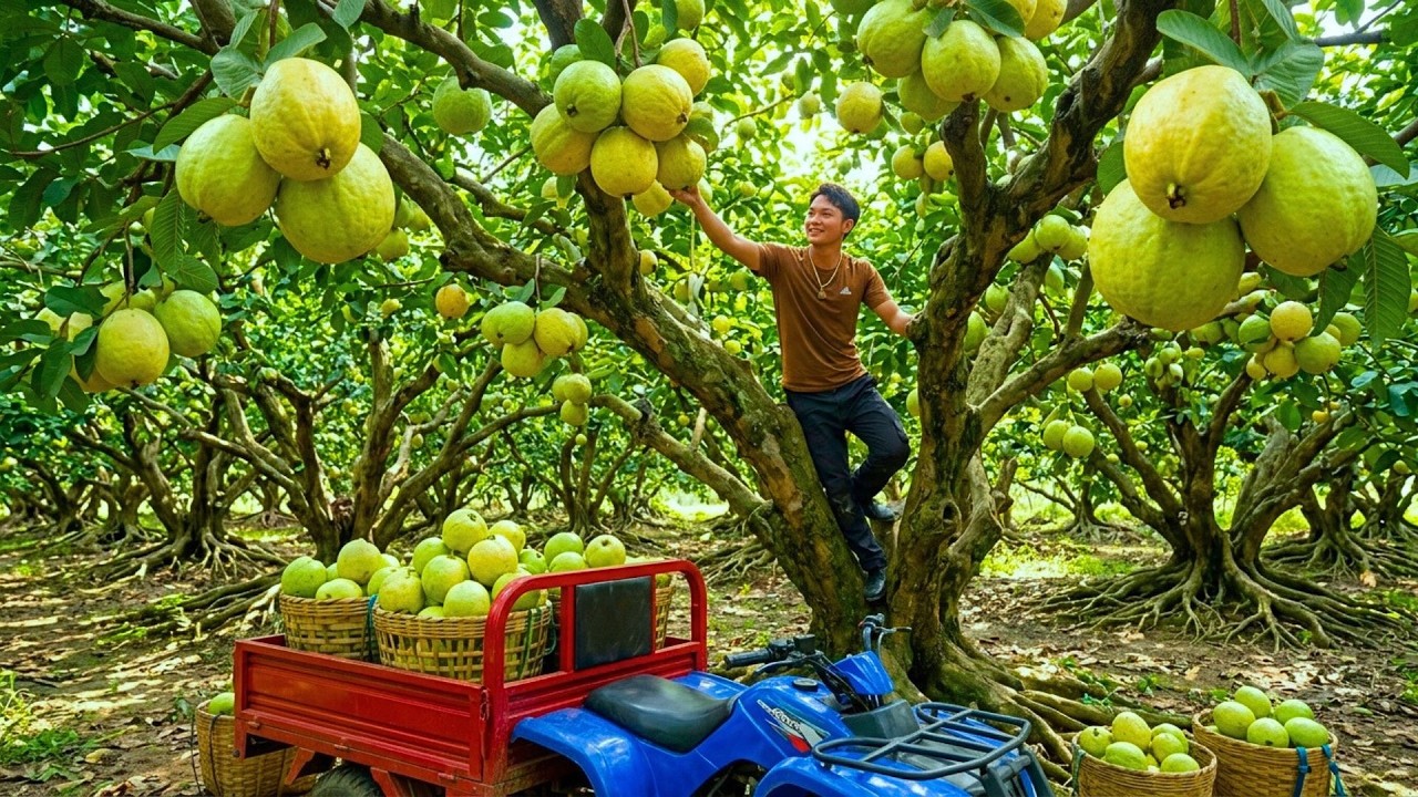 Harvesting 999+ Giant Guavas In Deep Forest And Caring For Livestock During The Flood Season