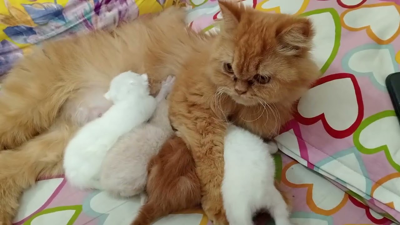 😻😽#kitten #cat #mario #speemario #cute 