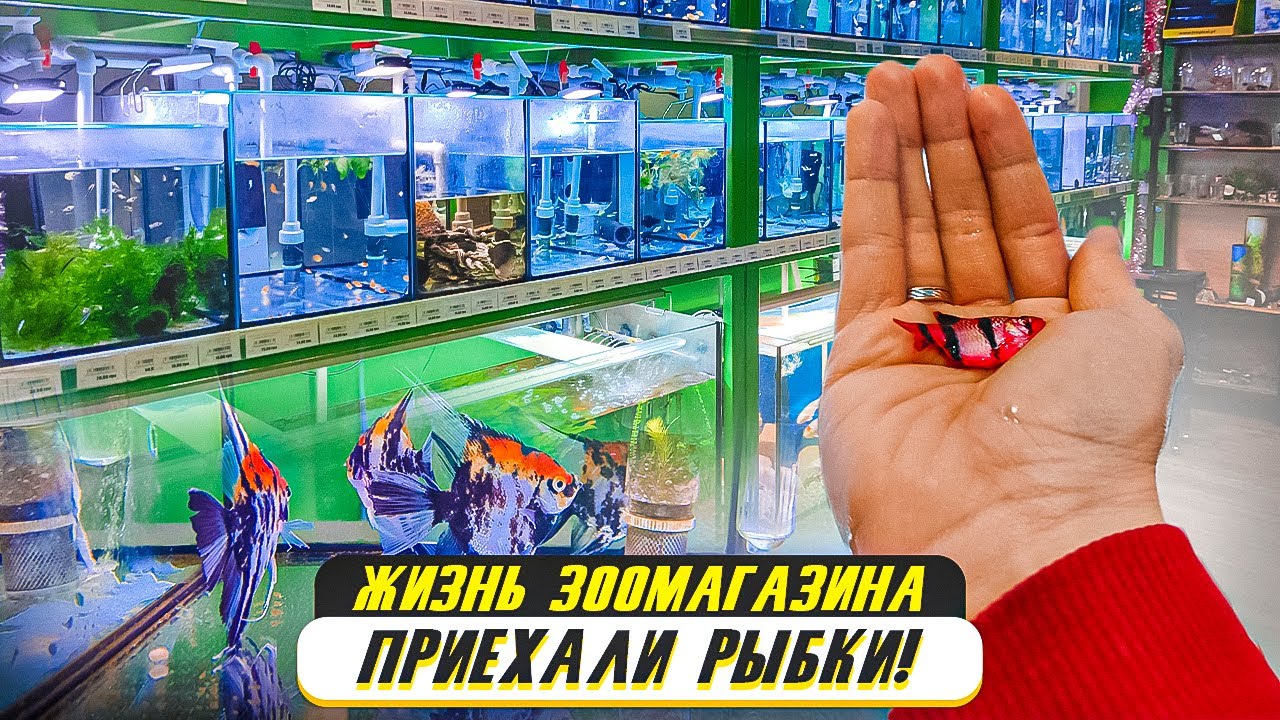 Жизнь зоомагазина - приехали аквариумные рыбки 2022!