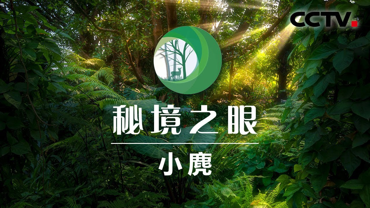 红外线相机拍到濒危物种小麂 很萌很可爱 | CCTV「秘境之眼」20201107