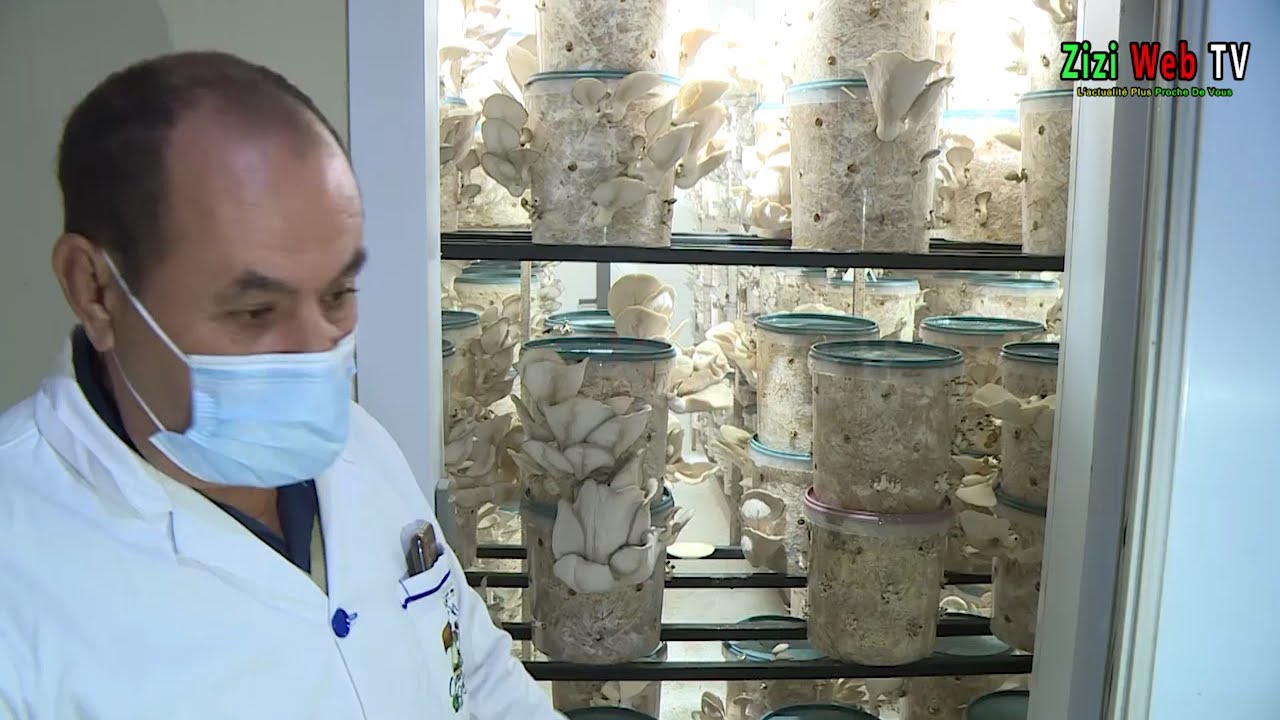 Production De Champignons à 