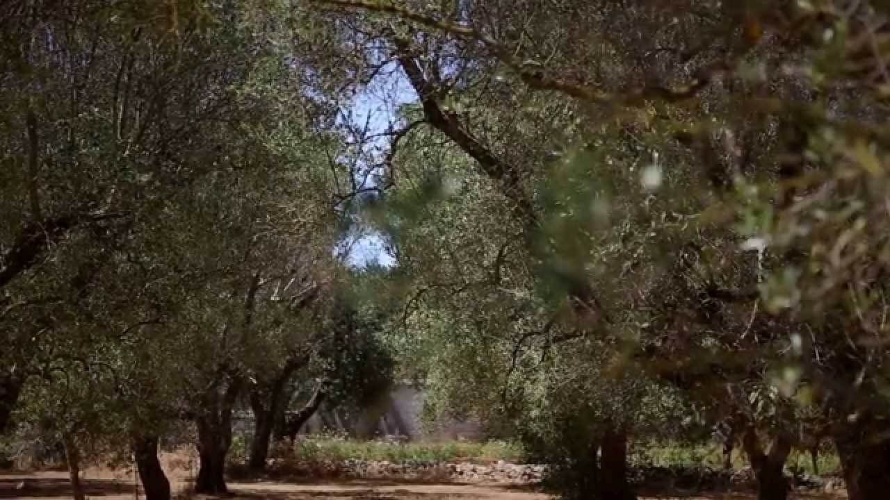 XYLELLA