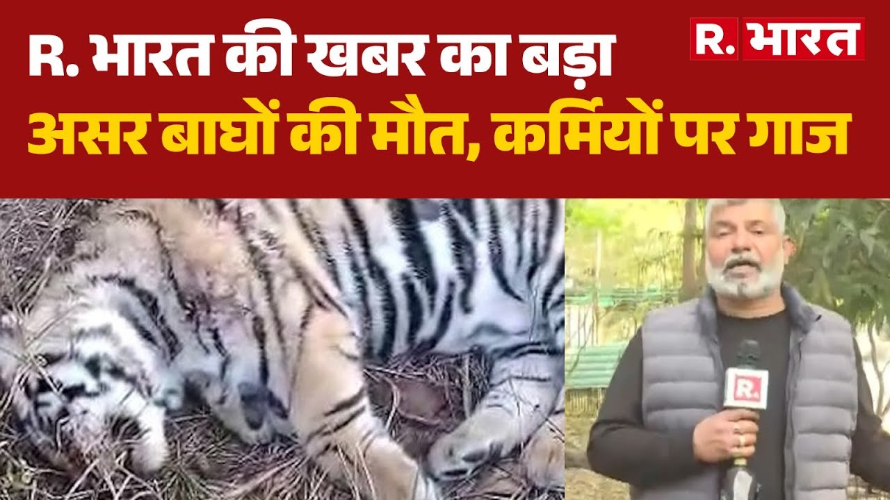 MP Shahdol Tiger Death: R. भारत की खबर का असर का बड़ा असर बाघों की मौत, कर्मियों पर गाज | Shahdol