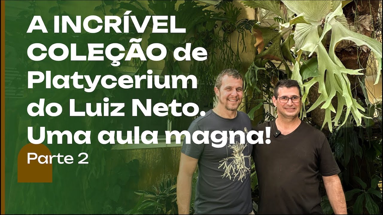 A mais INCRÍVEL coleção de PLANTAS: AULA MAGNA do Luiz Neto sobre Platycerium. Episódio 2.
