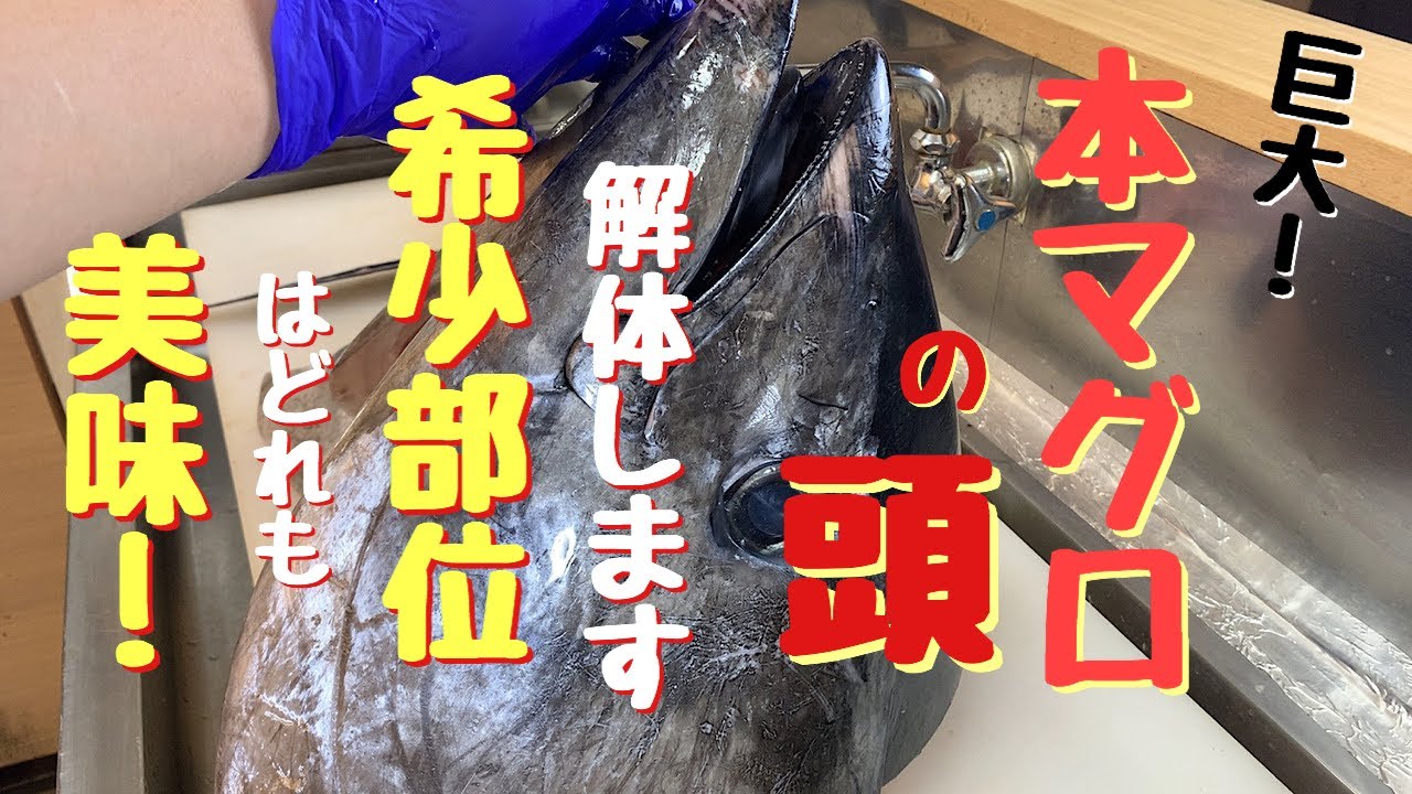 巨大！本マグロの頭を解体します、希少部位はどれも美味。