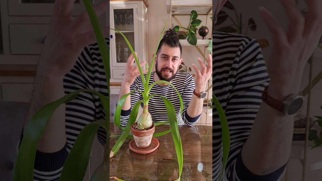 Pregnant onion care and tips
