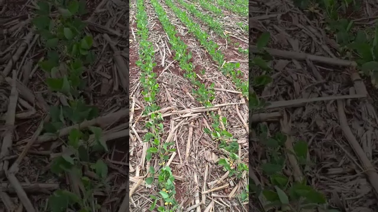 PRODUTORES DO SUDOESTE GOIANO INICIAM APLICAÇÃO DE FUNGICIDAS NAS LAVOURAS DE SOJA @agrontk