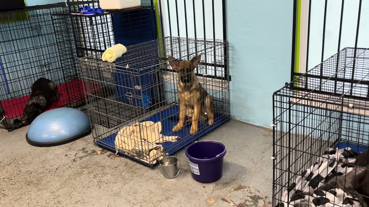 Puppy Training—Quiet in the Crate