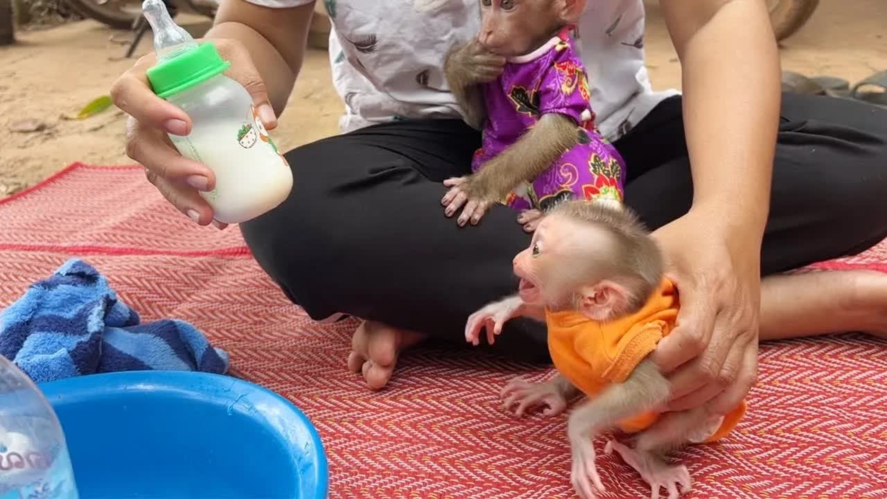 Baby Monkey Mato Never Control His Mood To Calm For Mom Feeding