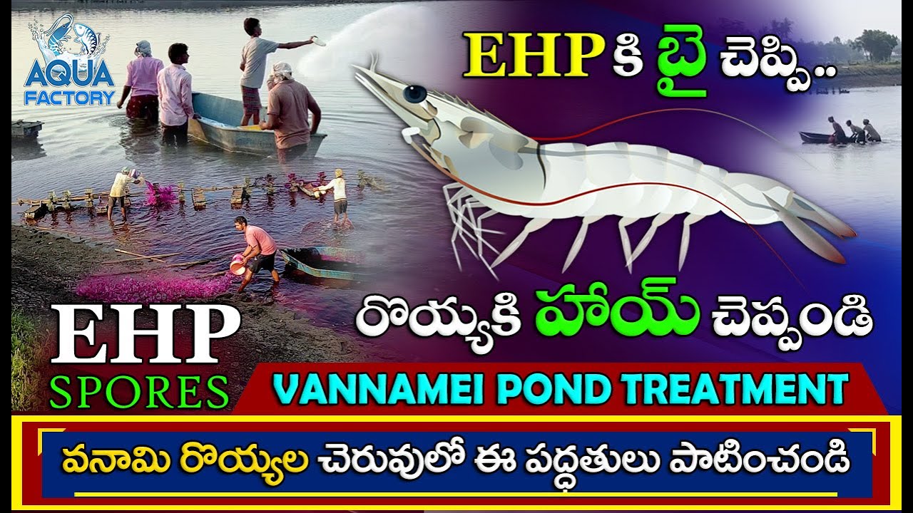 EHP Spores Inactivation | Control of EHP in Shrimp Farming | EHP Treatment in Pond | Aqua Factory