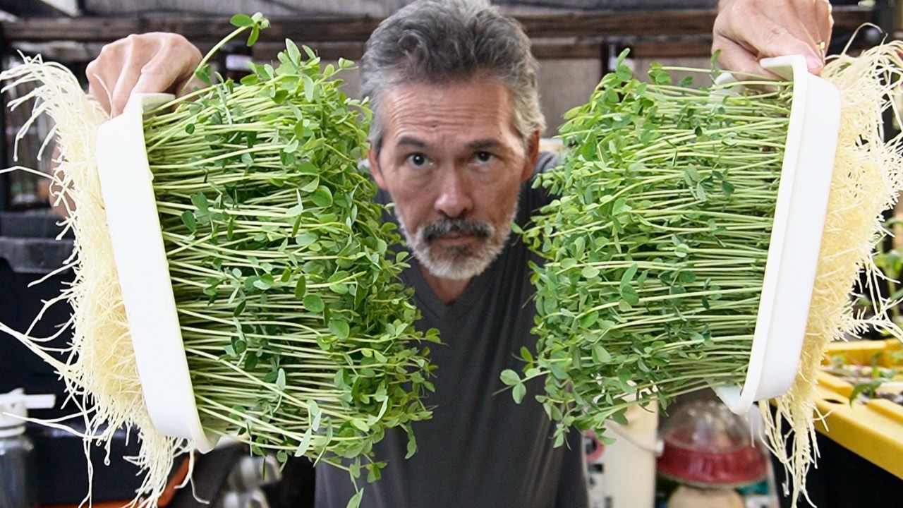 Microgreen Growers Will Hate Me For Showing You This