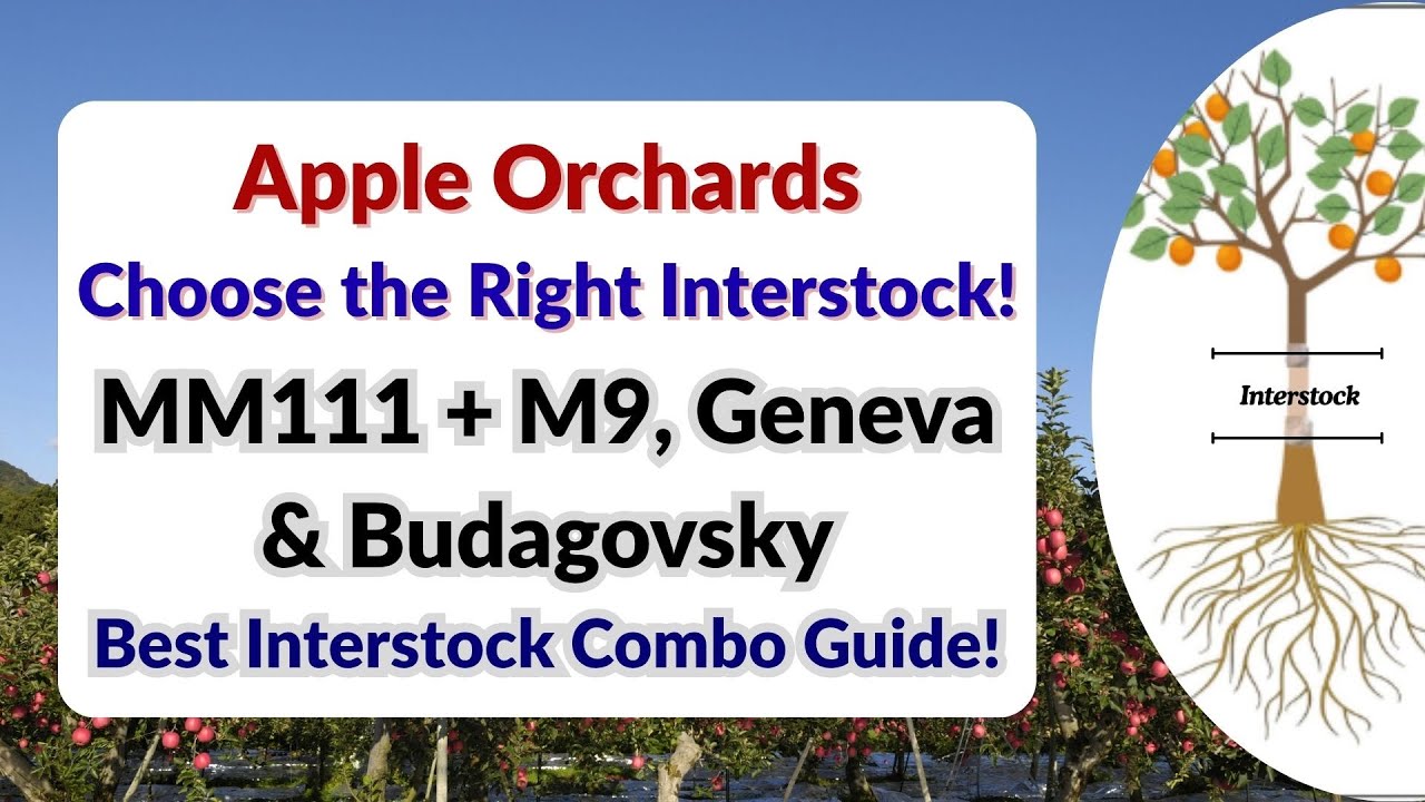 MM111 पर M9, Geneva & Budagovsky Interstock: Complete Apple Orchard Guide