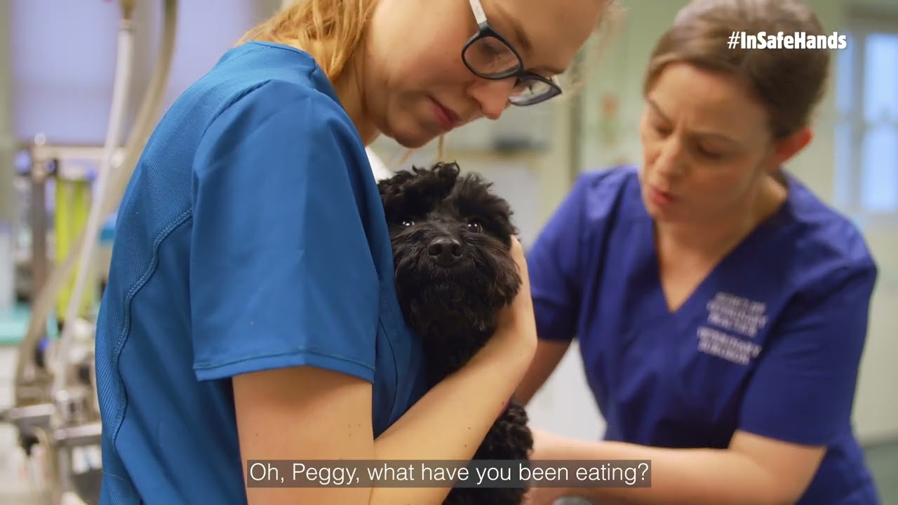 A day in the life at the vets