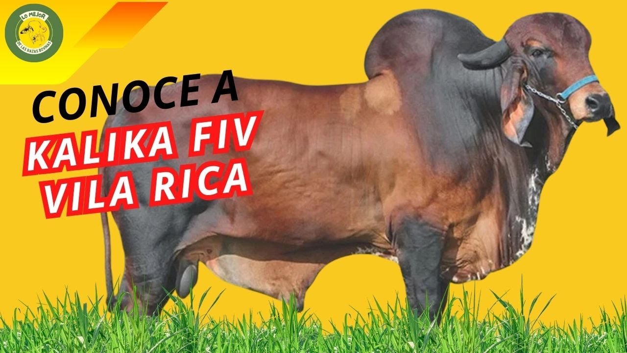 Kalika: El Hijo de Radar dos Poções Que destaca por su Producción y Precocidad