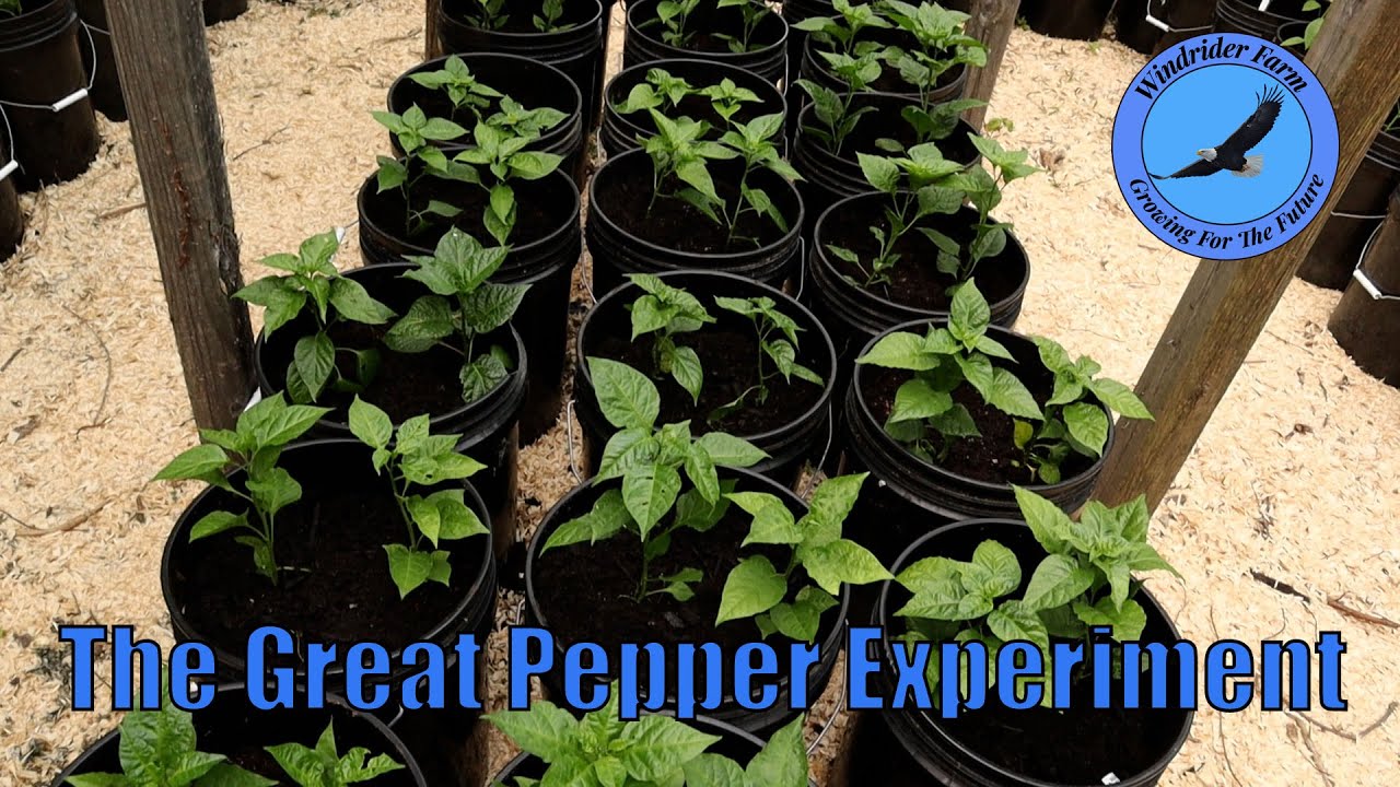 The Great Pepper Experiment