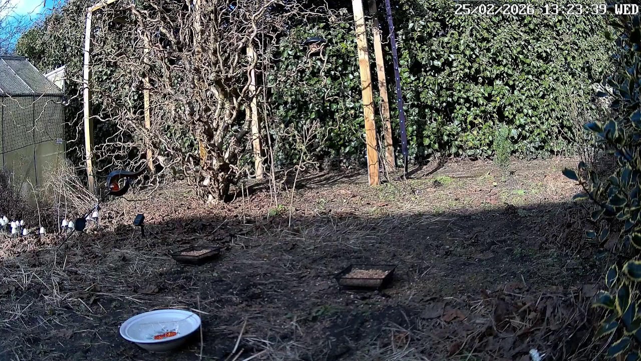 Vogelbeobachtung live aus dem Moosgarten – Deine tägliche Portion Natur! 🐦🌿
