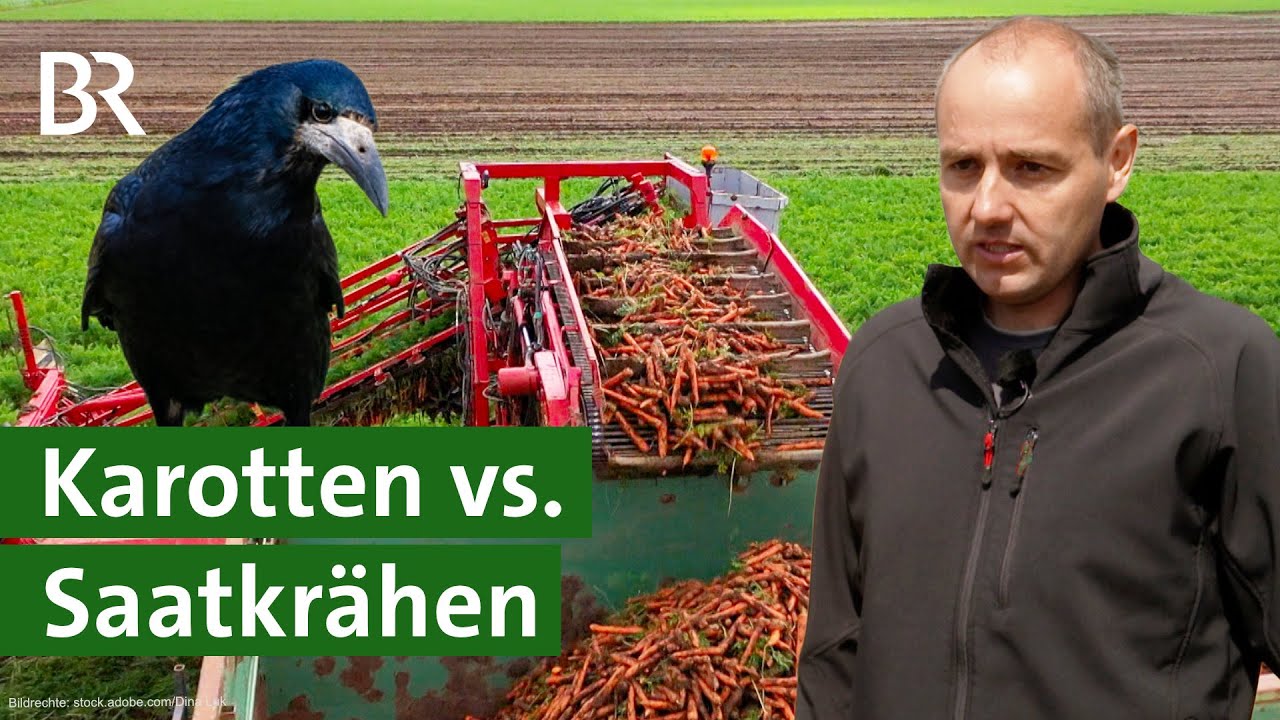 Bio-Karotten trotz Trockenheit und Krähen erfolgreich anbauen | Bewässerung | Unser Land | BR