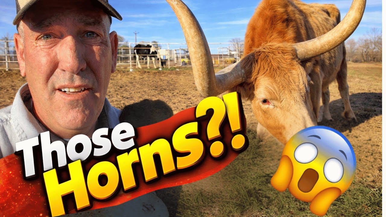 We Rescued a Giant Steer… Answering Your Biggest Questions (Jumper)