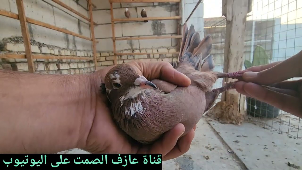 صيد ٤اربعه 💪غربه زوج حطن😡طبك جديد😍مات فرخ😭ضاع الزاحل الابيض🥹المرض هلكني هلاك😷تصوير شويه بالزيارة🤲