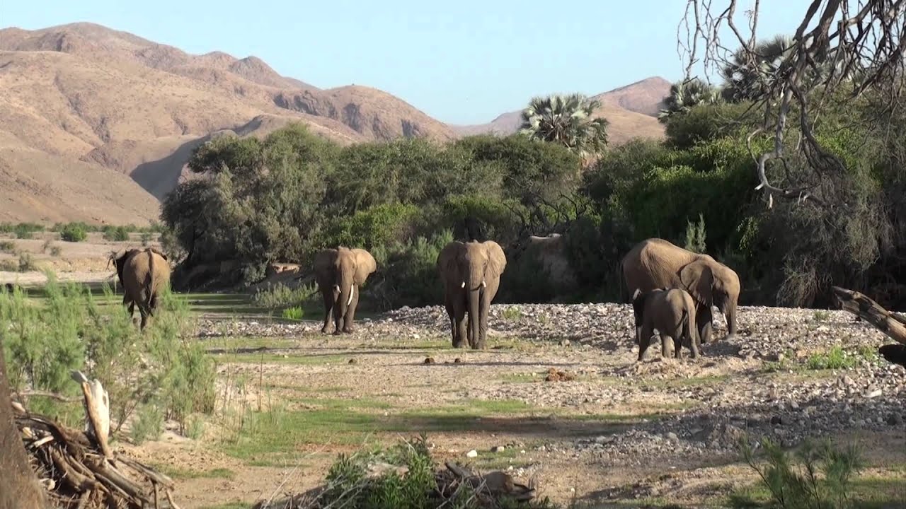 Desert Elephant tracking in north-west Namibia
