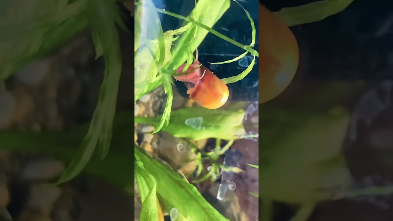 Red Ramshorn Snail