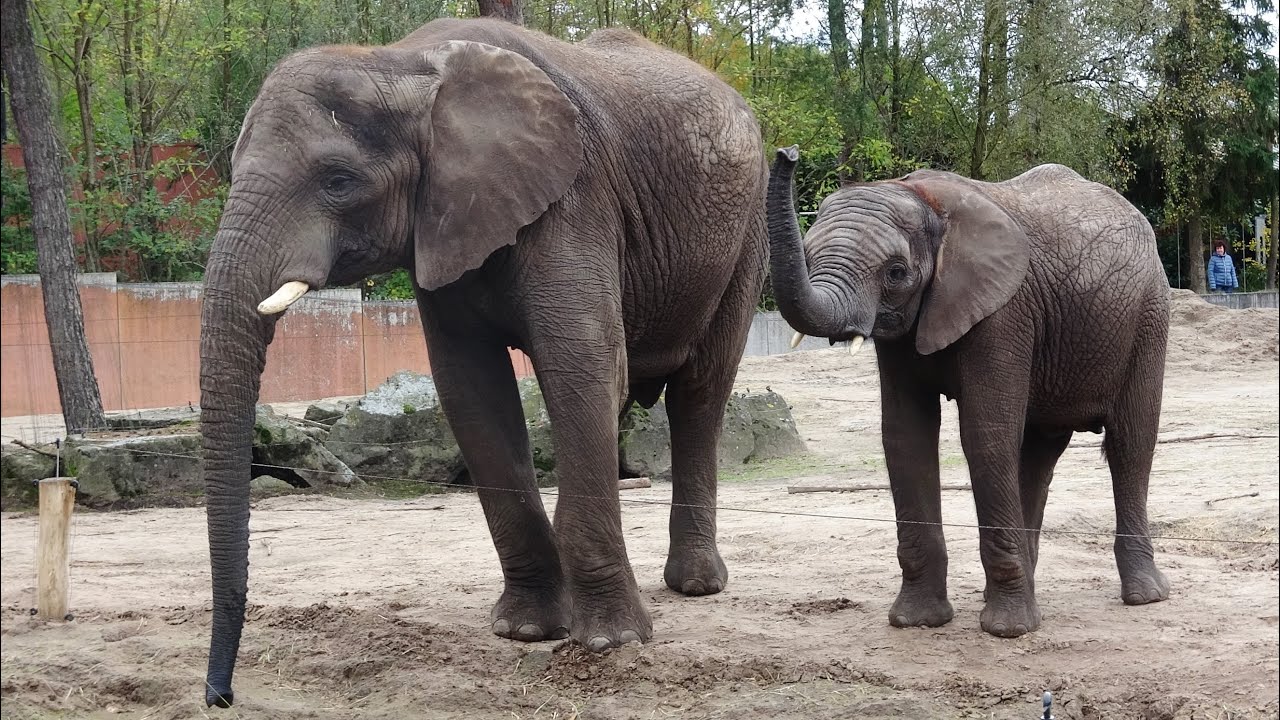 Voederpresentatie Afrikaanse Olifanten Safaripark Bekse Bergen 2023