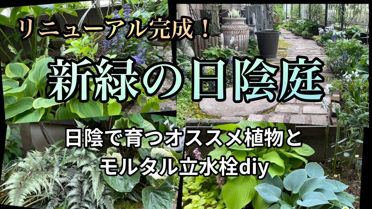 【生まれ変わった日陰の庭・日陰で育つオススメの植物】【ガーデンdiy】シェードガーデン