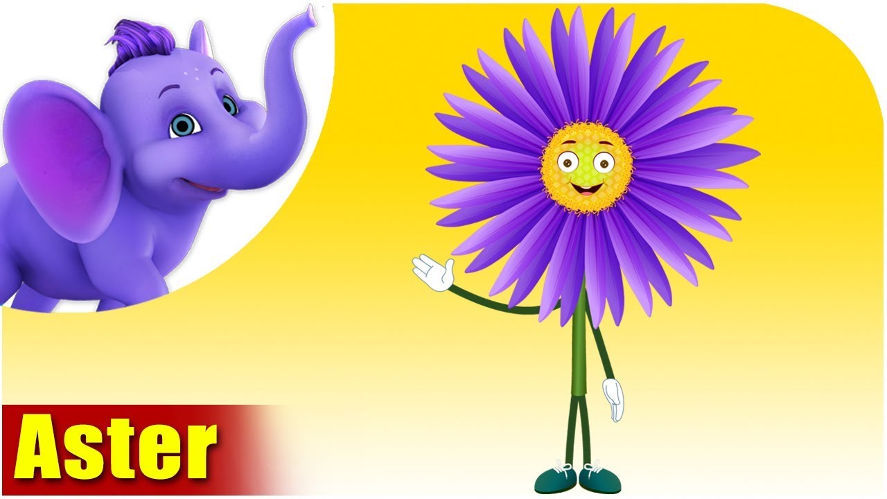 Aster | Flower Song | 4K | Appu Series