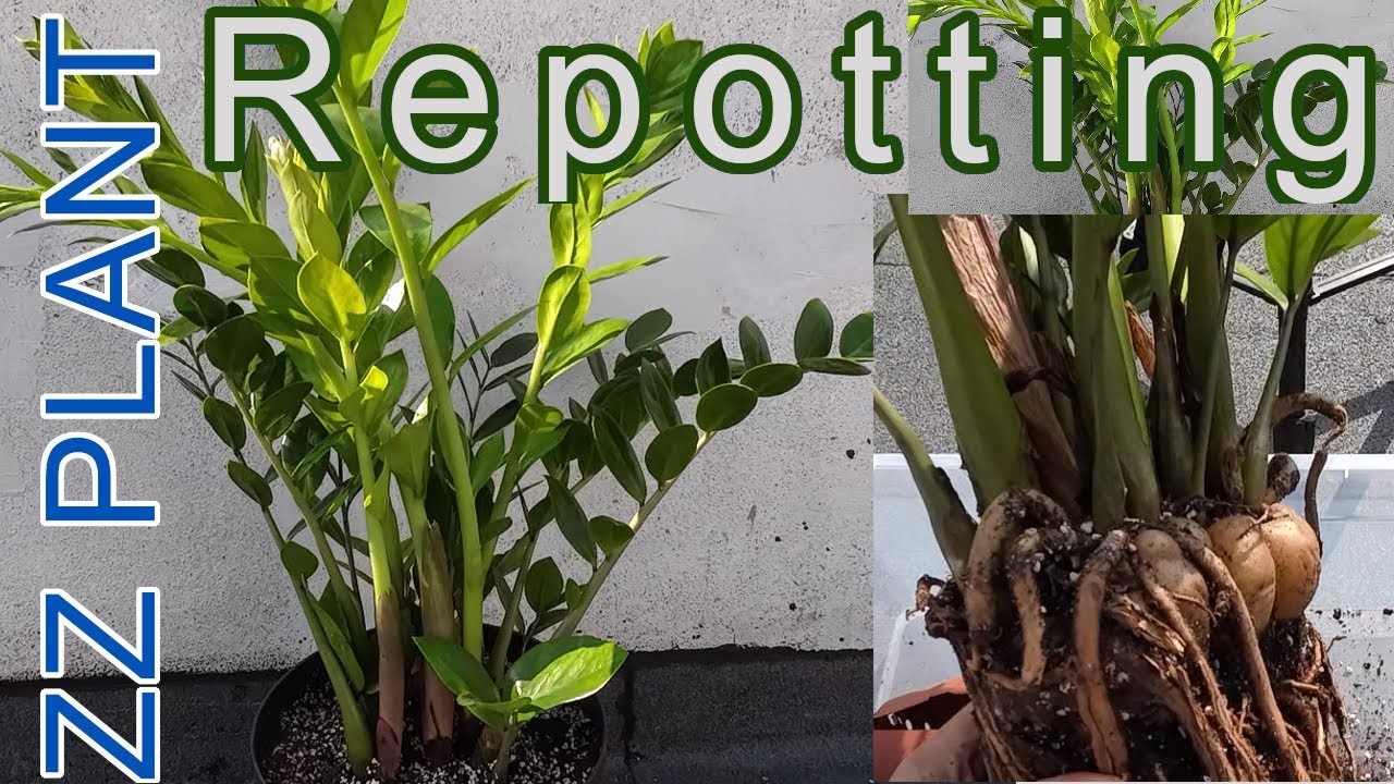 How to Repot ZZ Plant - Perfect Soil Mix