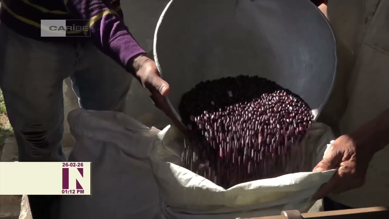 Implementan en Isla de la Juventud venta directa de frijol desde la cosecha al comercio
