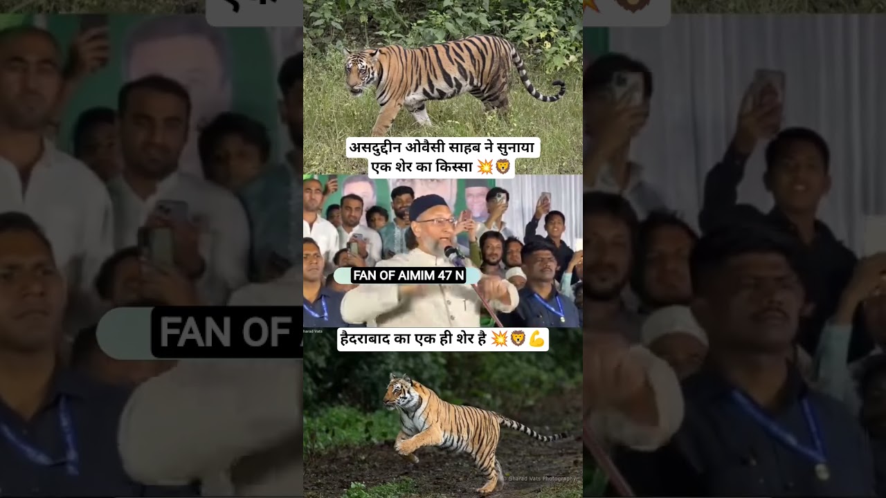 Asaduddin Owaisi on tiger 💥🦁💪 #aimim #asaduddinowaisi