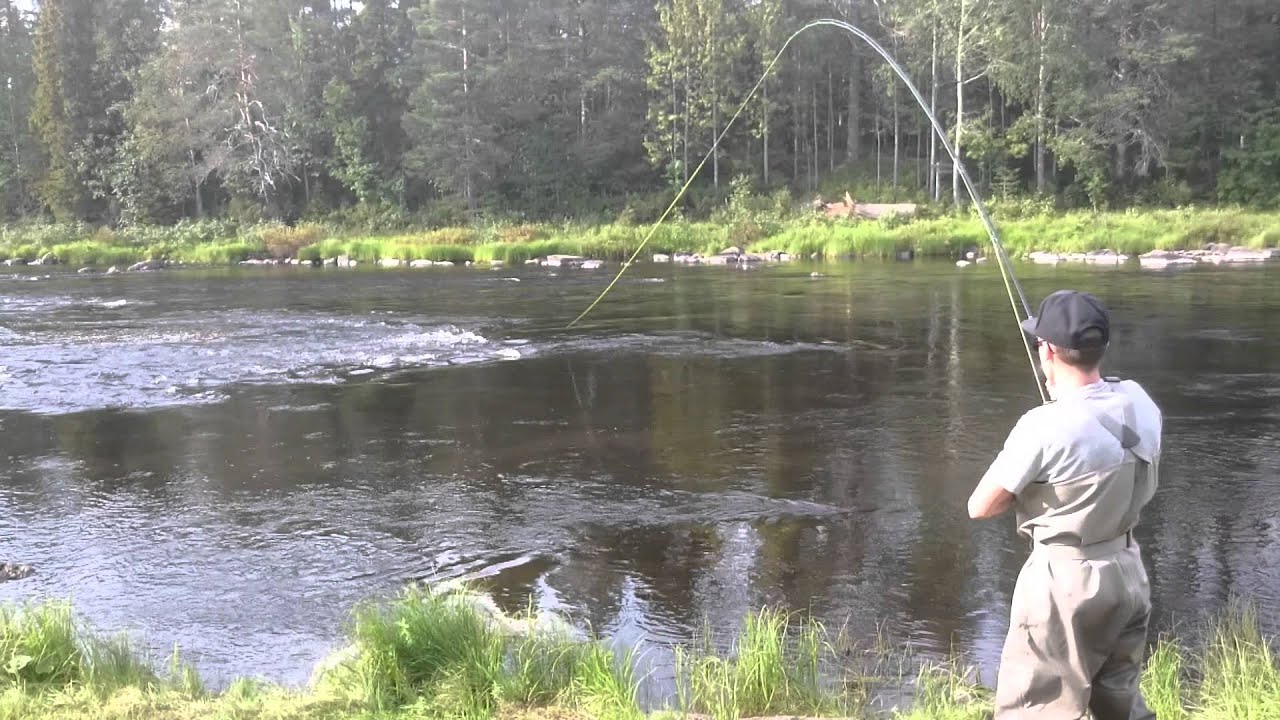 Simojoki 2015, lohi 98cm