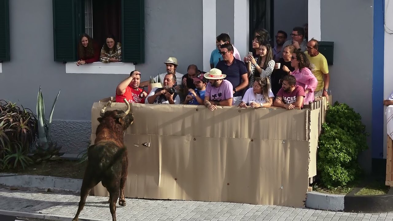Ganadarias RB & JAF - Festas São Carlos 2022 - Ilha Terceira - Açores - Portugal