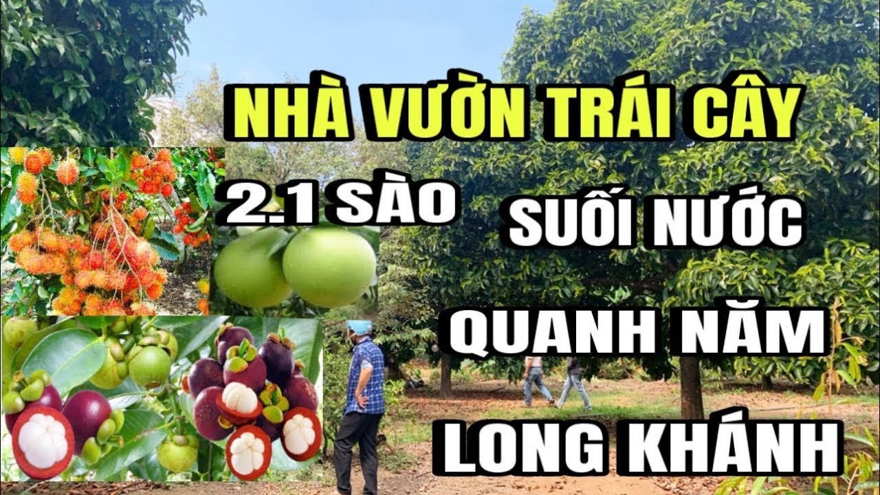 Chính chủ bán gấp, vườn đủ loại trái cây, suối nước quanh năm, Bình lộc Long Khánh