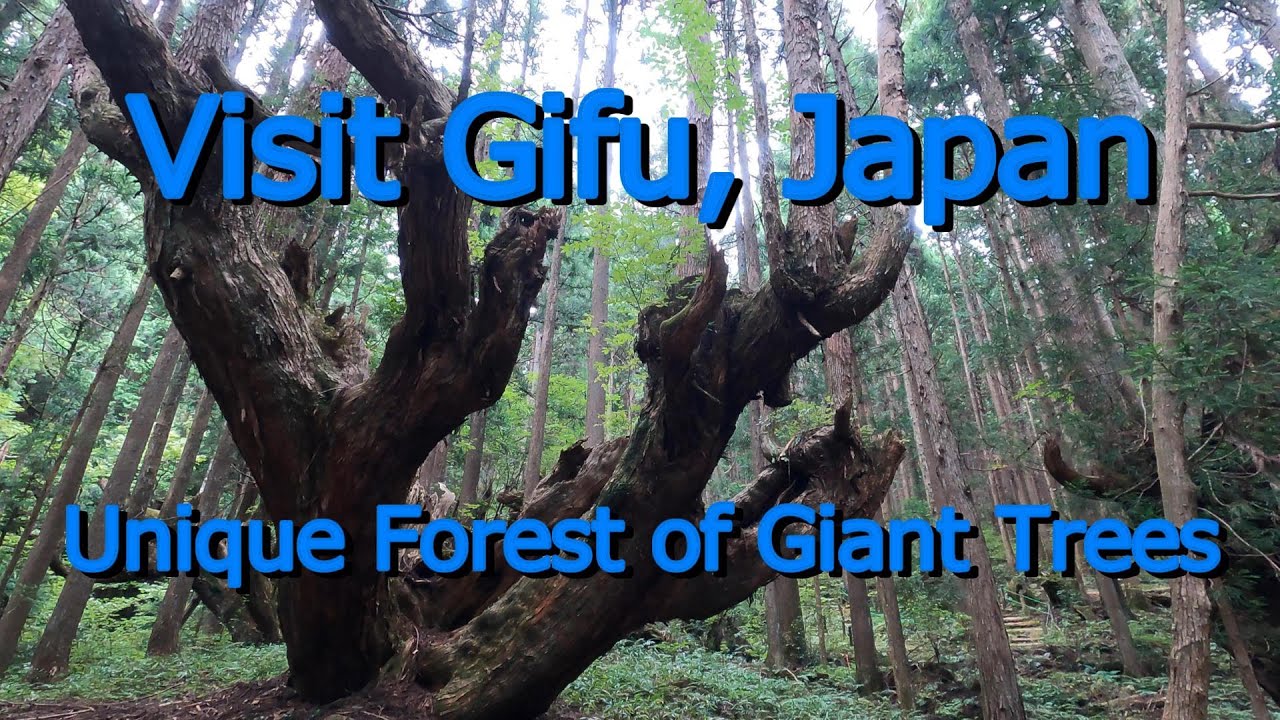 Visit Gifu #21 Unique Forest of Giant Trees