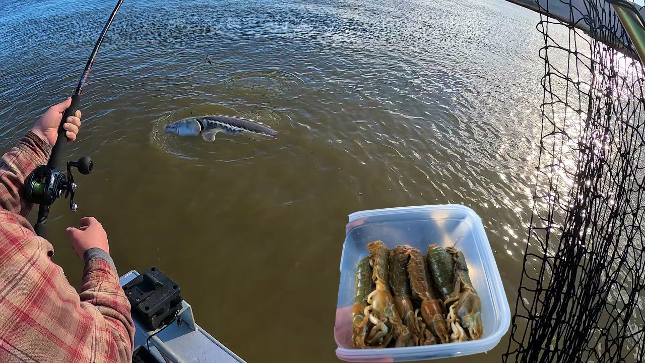 STURGEON Fishing w/ GIANT Mud Shrimp | SF Bay Area