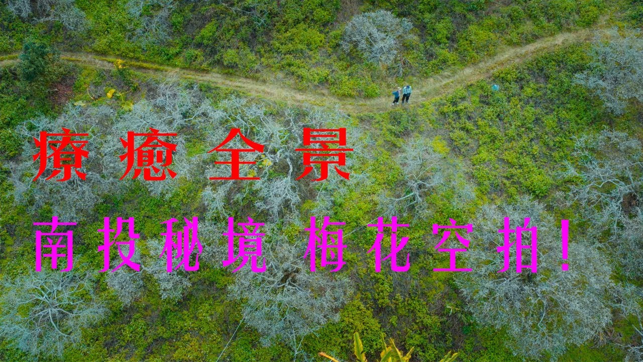 2026南投信義鄉梅花季: 絕美空拍視角，彷彿置身雪國秘境！南投信義鄉 #信義鄉梅花 #梅花季 #空拍