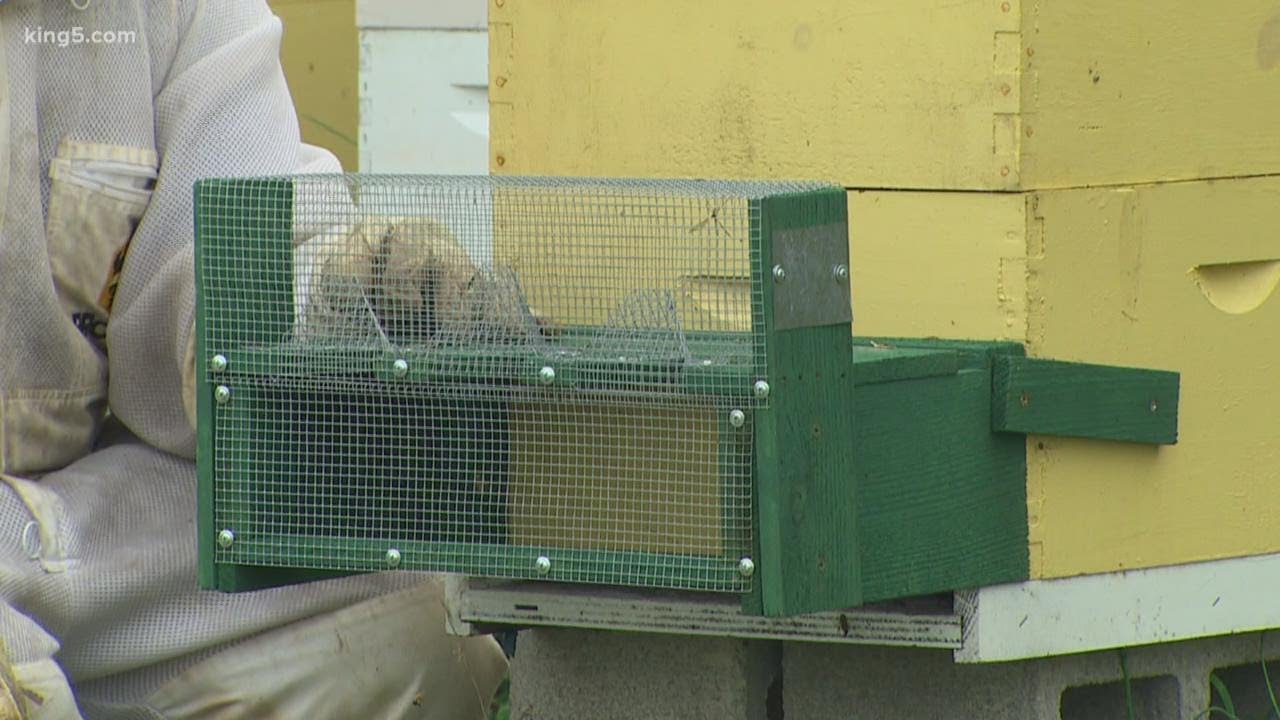 Washington officials, beekeepers hope hive traps help against Asian giant hornet threat