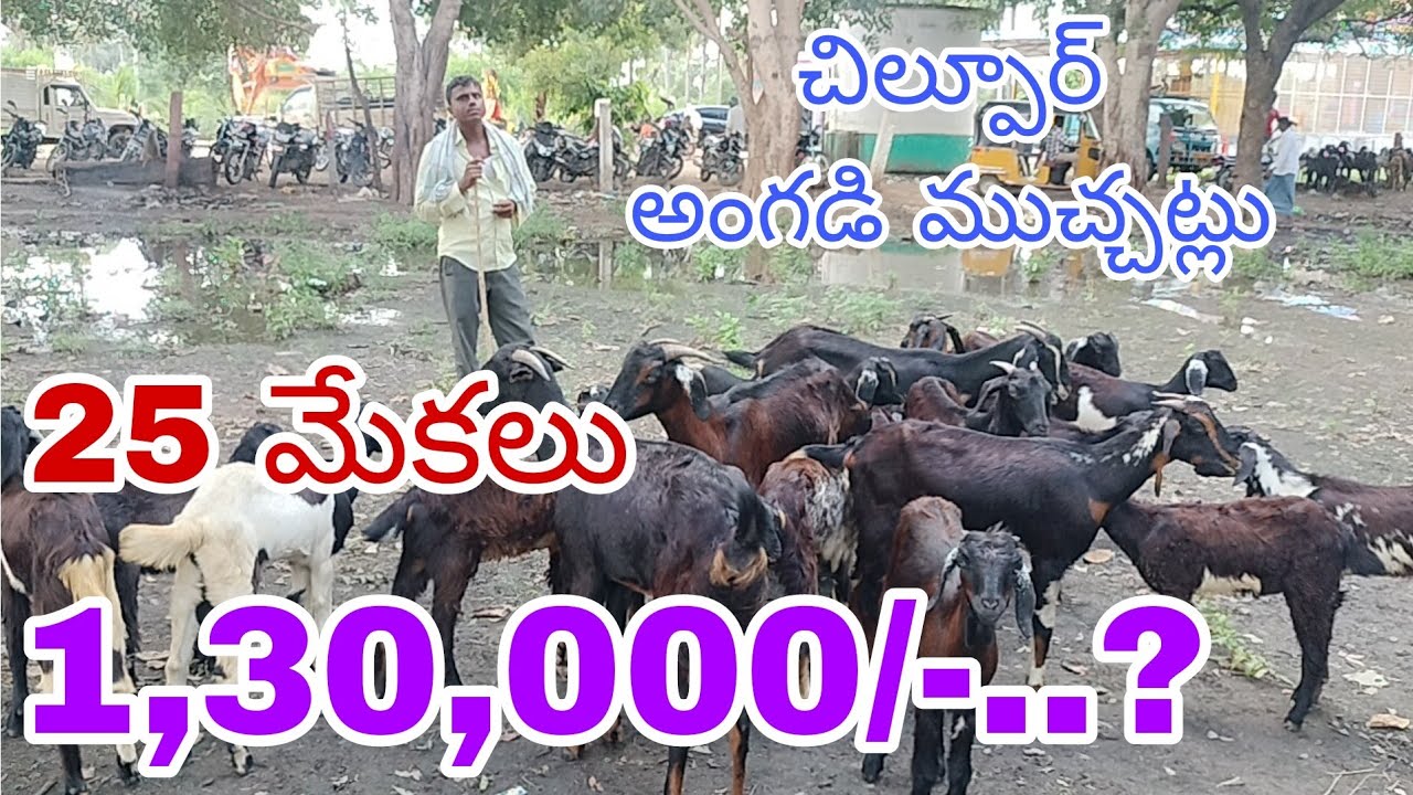 25 మేకలు 1,30,000/- చిల్పూర్ అంగడి ముచ్చట్లు|by golden mucchatlu