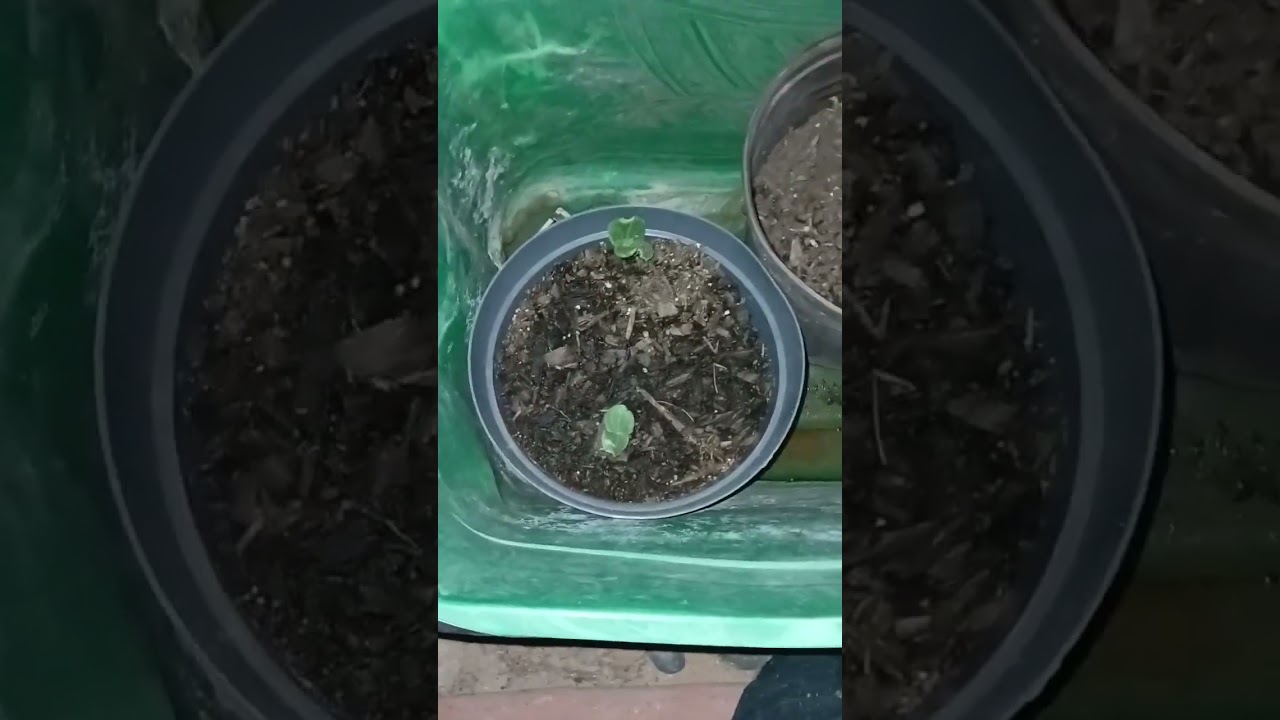 From nothing and soil...