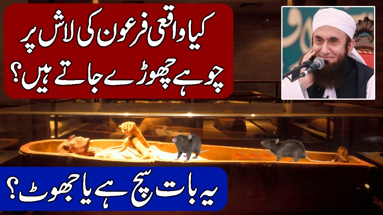 Firon par Chohe Kiyon Chore Jate Hain! Unbelievable Facts (Hindi & Urdu)