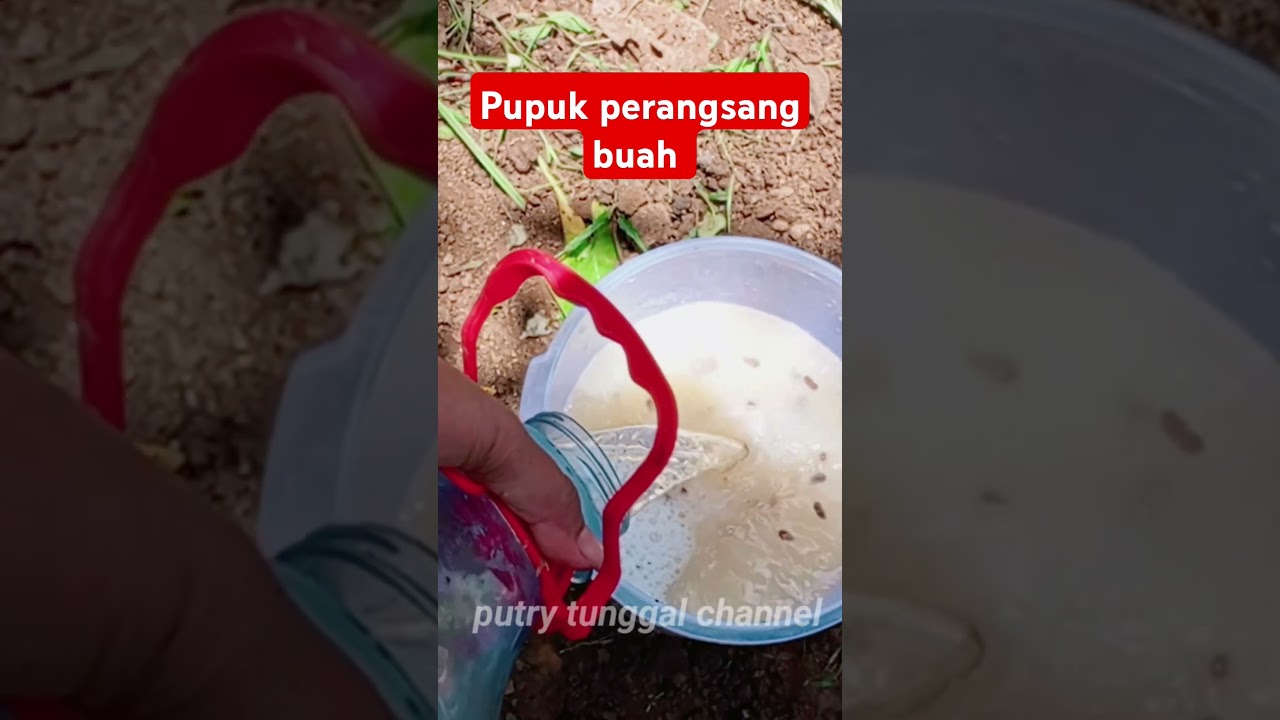 Cara membuat pupuk perangsang buah
