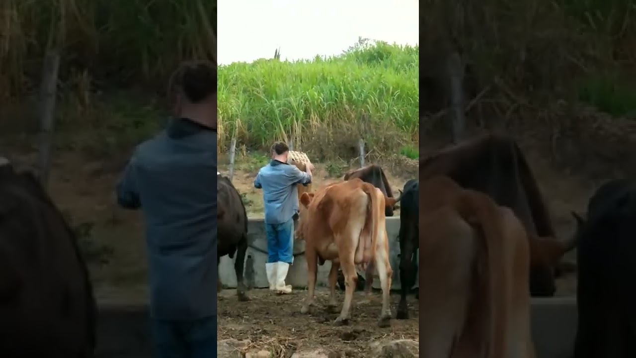 Tratando das vacas de leite na cocheira #shorts