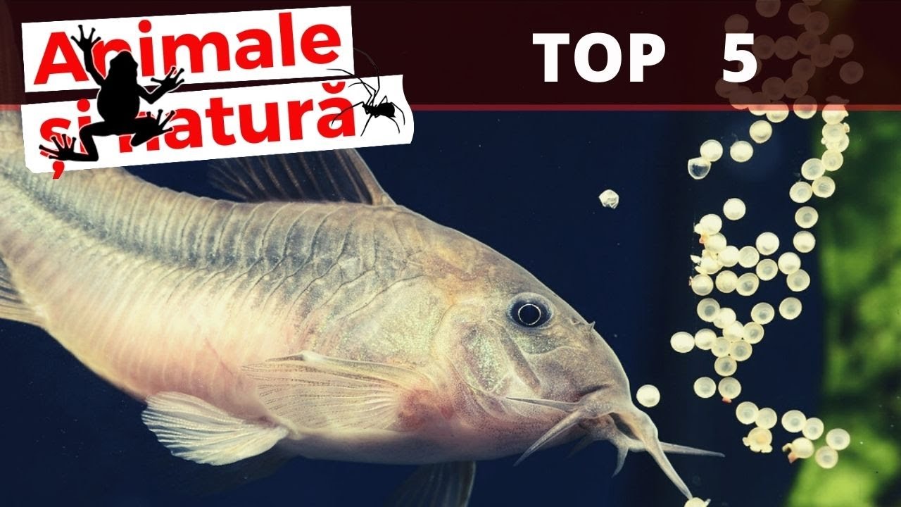 Toti acvaristii au avut aceste specii de pesti