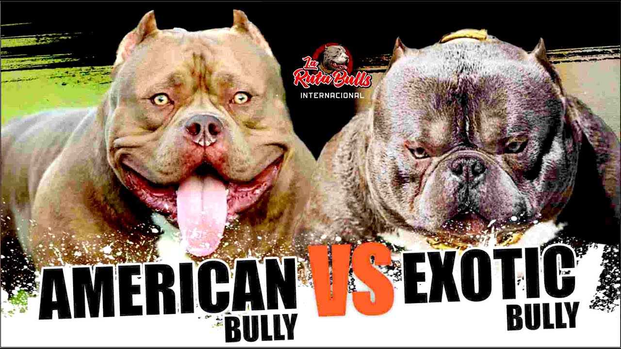 🔴American Bully 🆚 Exotic Bully: 🫵¡Descubre Cuál es el Verdadero Rey!🏆